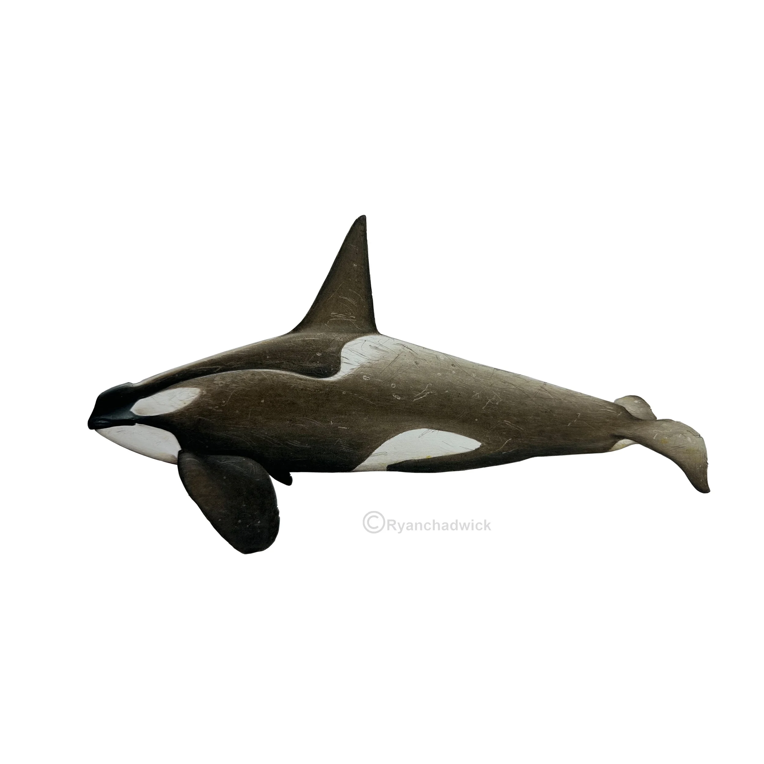 Type B1 Large Orca Light Diatoms — Ryan Chadwick Artist